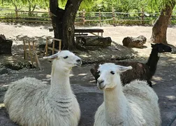 Andes thumbnail 21