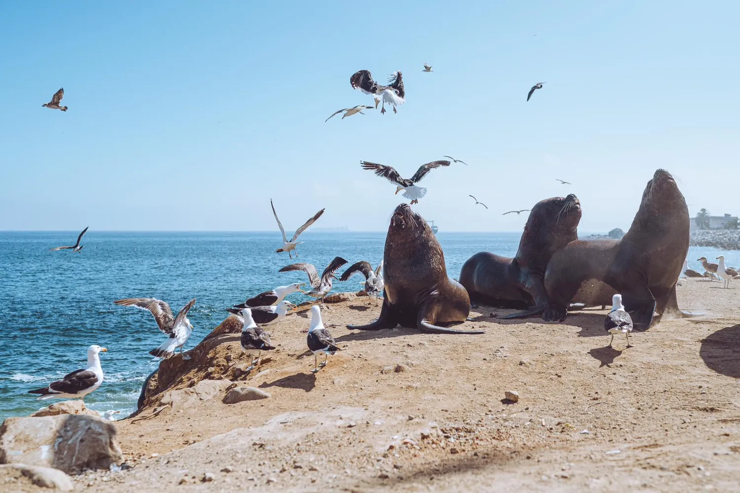 Sea lions beside fishing boats at Caleta Portales